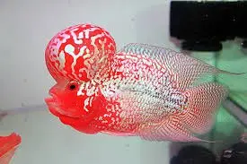 Cá La Hán Thái Châu Short (Nhỏ)