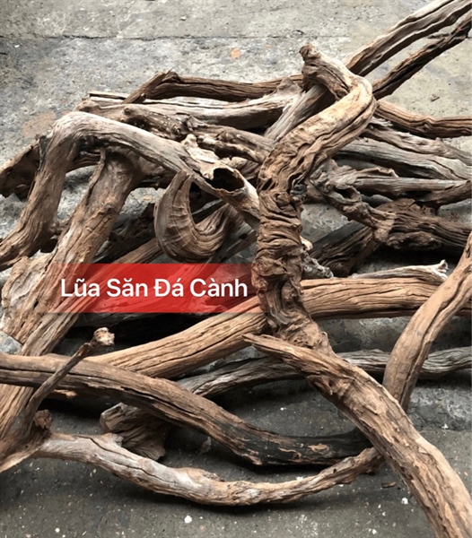 Lũa Săn Đá Cành (kg)