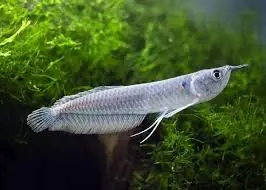 Cá Ngân Long 
