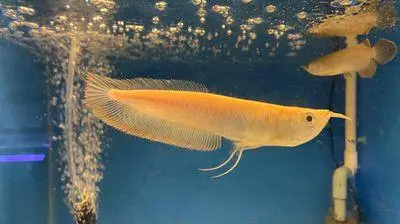 Cá Ngân Long Ab (10cm)