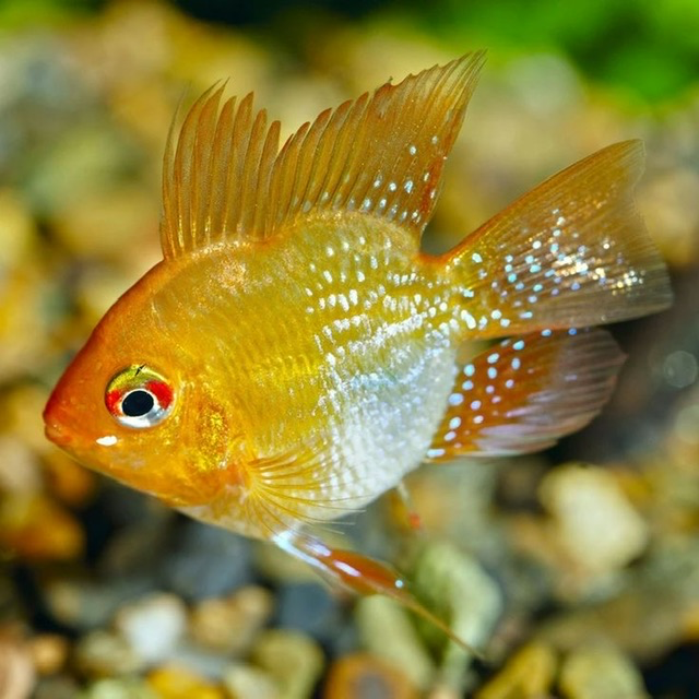 Phượng Hoàng Vàng (Lớn)