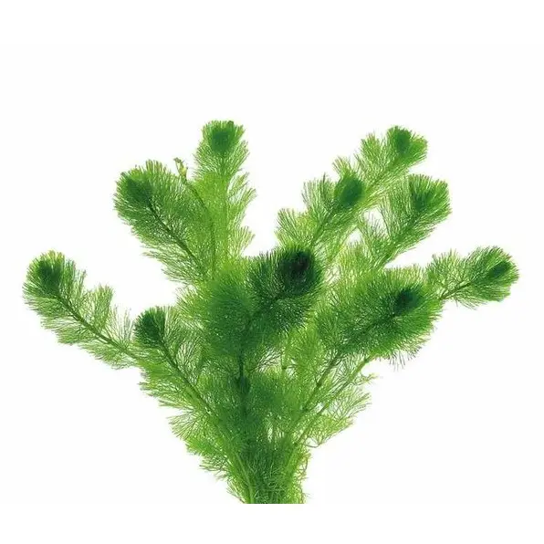 Cây Thủy Sinh - Rong La Hán