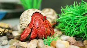 Ốc Mượn Hồn (Vừa)