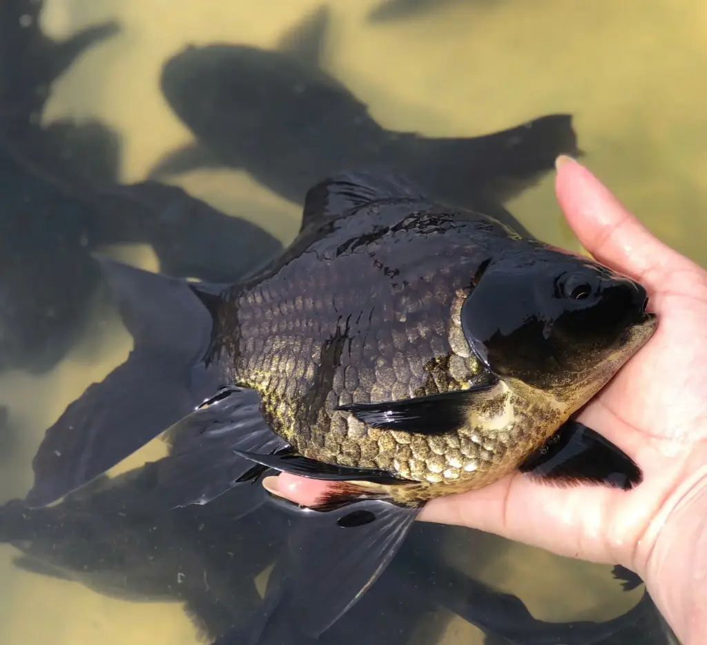 Cá Chép Sư Tử Đen Short (Lớn)