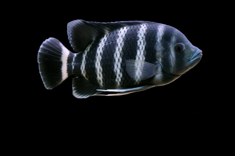 Hoàng Tử Châu Phi (Vừa)