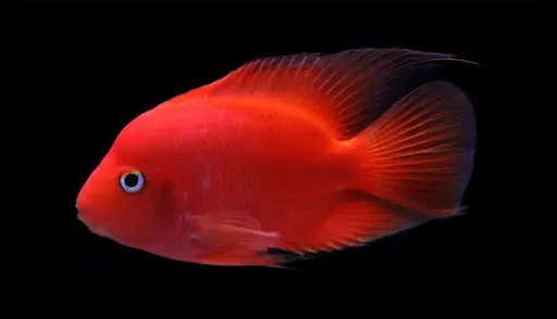 Cá Két Đỏ (Vừa)