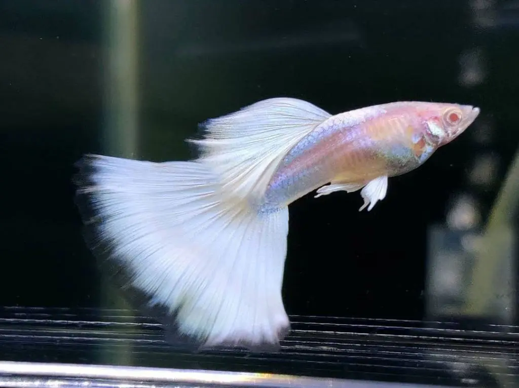 Cá 7 Màu - Full Platinum PDS