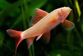 Cá Chuột Thái Trắng AB