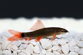 Cá Chuột Thái Đen 