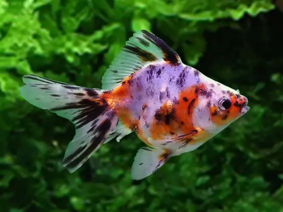 Cá 3 đuôi - Rynkin Nhỏ