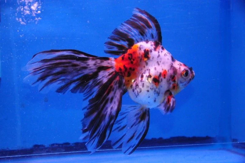 Cá 3 đuôi - Rynkin Đại