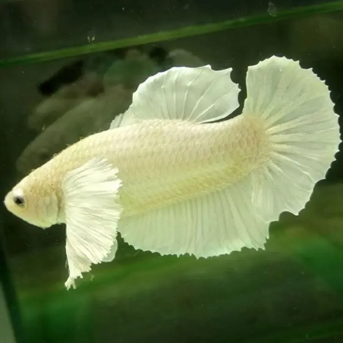 Cá Betta - Dumbo White (Mái)