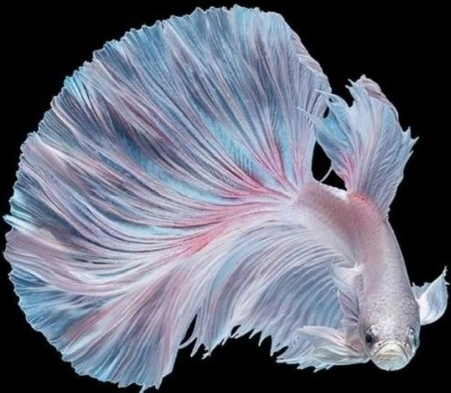 Cá Betta - Dumbo White (Trống)