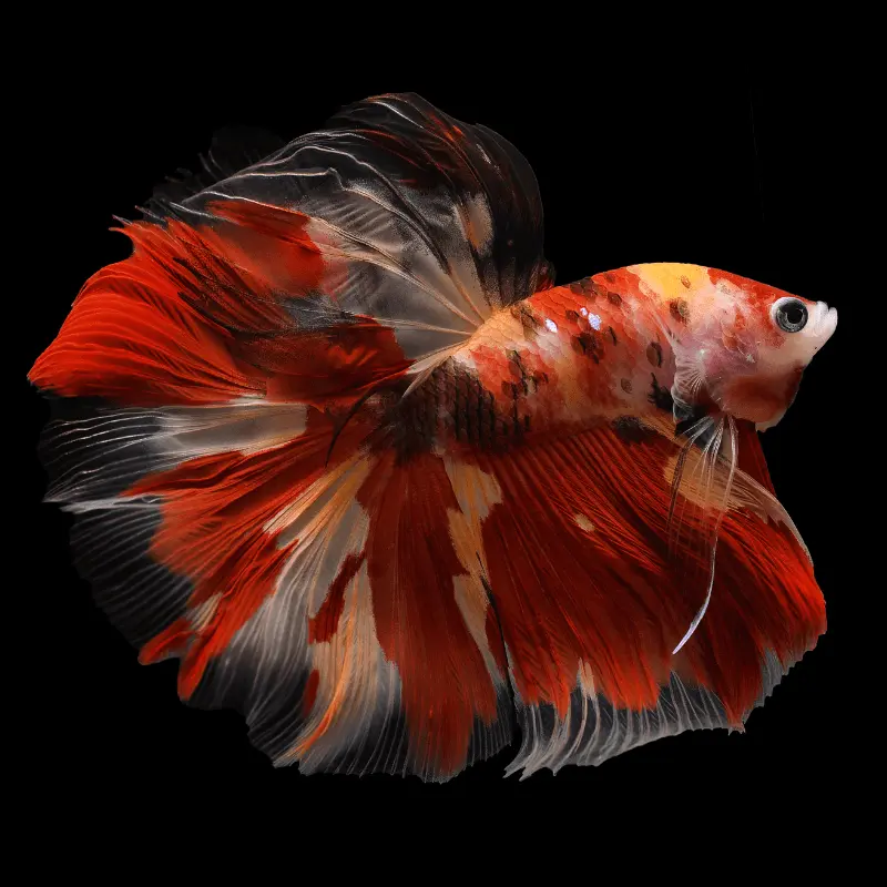 Cá Betta - Nemo Fanxi (trống)