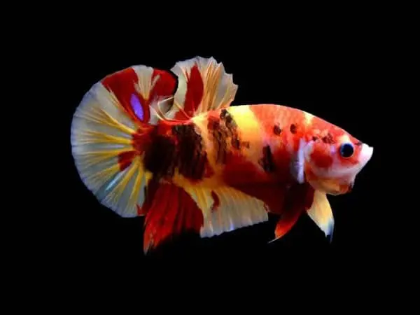 Cá Betta - Nemo Galaxy Trống