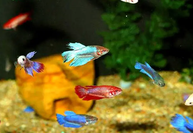 Cá Betta - Phướng HM (Mái)