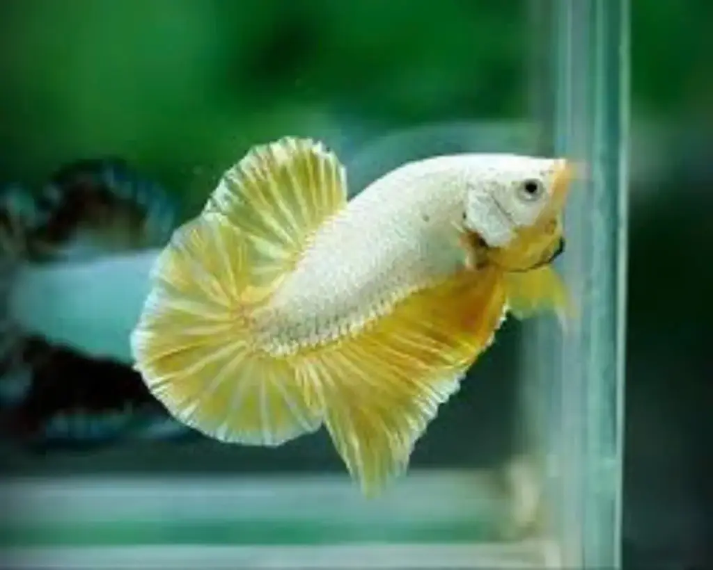 Cá Betta - Rồng Vàng (trống)