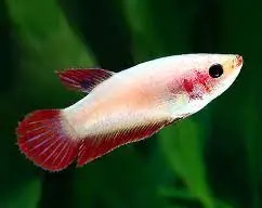 Cá Betta - Xiêm (Mái)