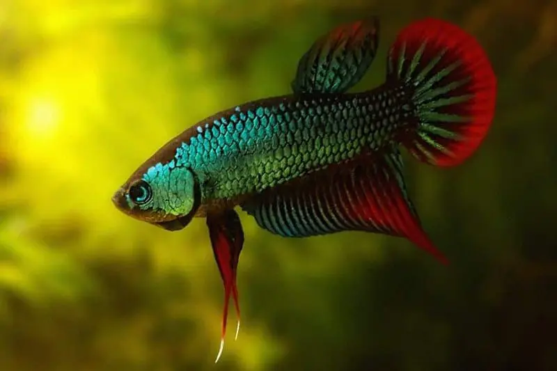 Cá Betta - Xiêm (Vừa)