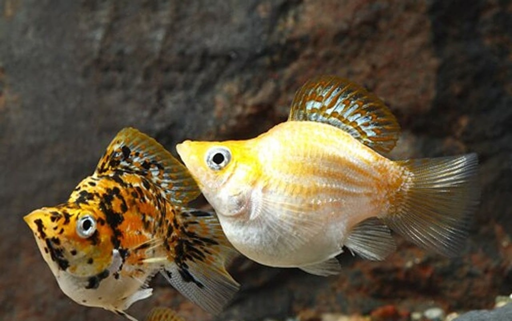 Cá Bình Tích (Cối)