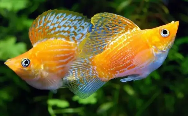 Cá Bình Tích (Trống)