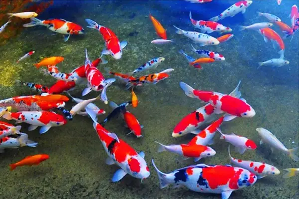 Cá Chép Koi (trung)