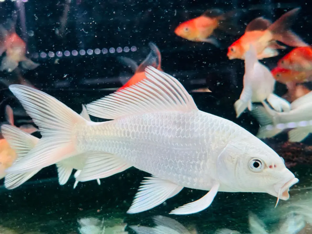 Cá Chép Phi Tần Trắng 