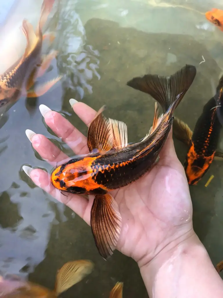 Cá Chép Sư Tử Mèo