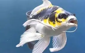 Cá Chép Sư Tử Panda Short (Nhỏ)