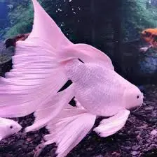 Cá Chép Sư Tử Trắng Short (Lớn)