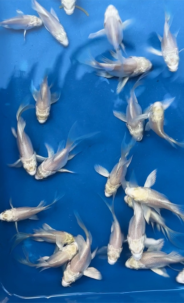 Cá Chép Sư Tử Trắng Short (Mini)