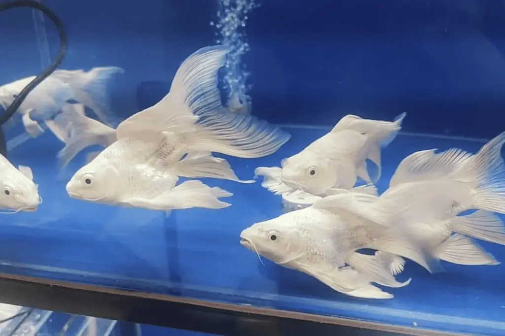 Cá Chép Sư Tử Trắng Short (Nhỏ)