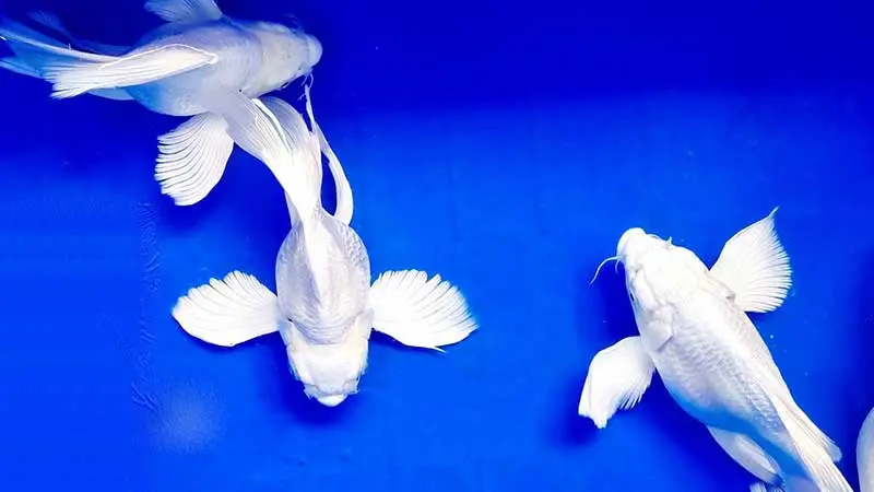 Cá Chép Sư Tử Trắng Short (Trung)