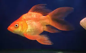 Cá Chép Sư Tử Đỏ Short (Mini)