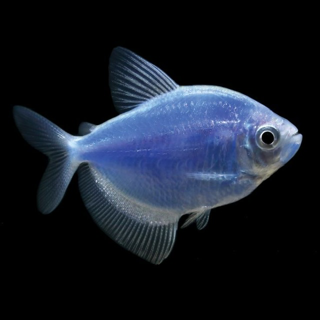 Cá Cánh Buồm Dạ Quang Môn