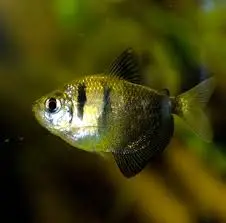 Cá Cánh Buồm Dạ Quang Tiger Vàng