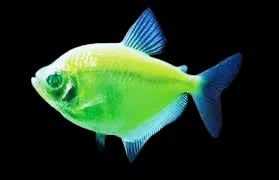 Cá Cánh Buồm Dạ Quang Táo