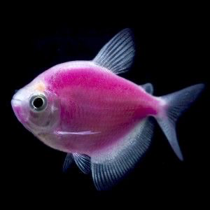 Cá Cánh Buồm Dạ Quang Tím Sen