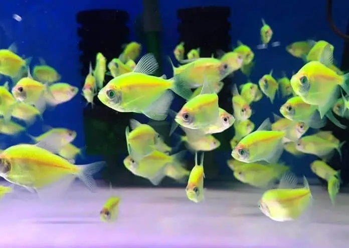 Cá Cánh Buồm Dạ Quang Xanh Lá