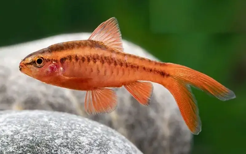 Cá Diếp Anh Đào 