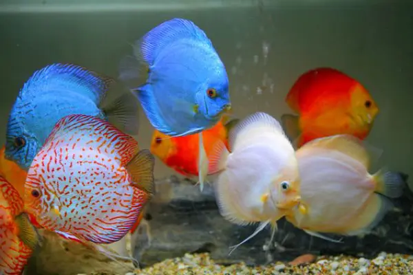 Cá Dĩa (size Lớn 12cm)