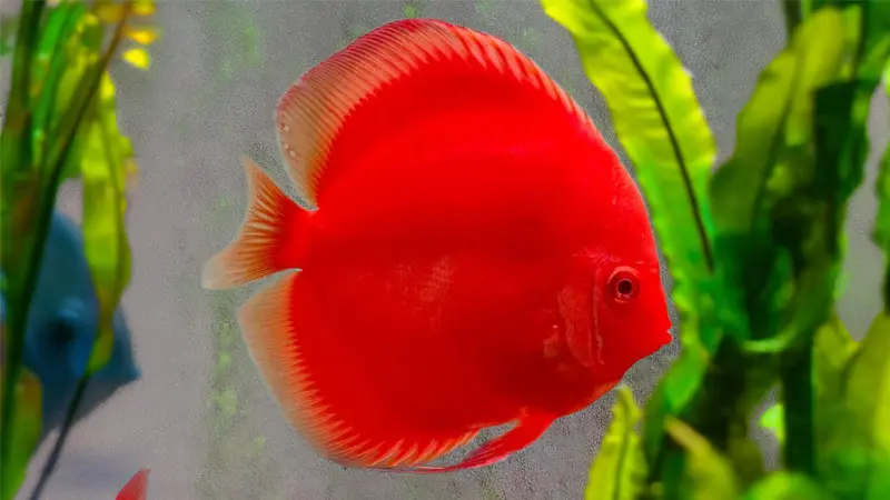 Cá Dĩa (size Nhỏ)
