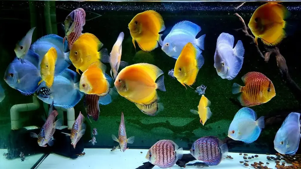 Cá Dĩa (size Trung 10cm)