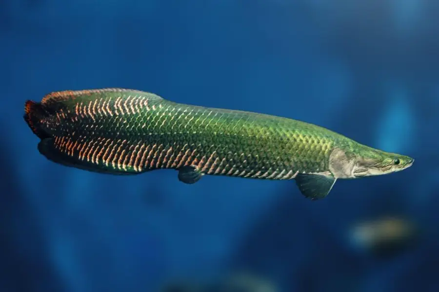 Cá Hải Tượng Long