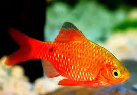 Cá Hồng Cam Trống