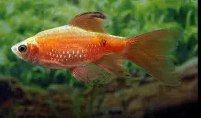 Cá Hồng Cam Vây Dài