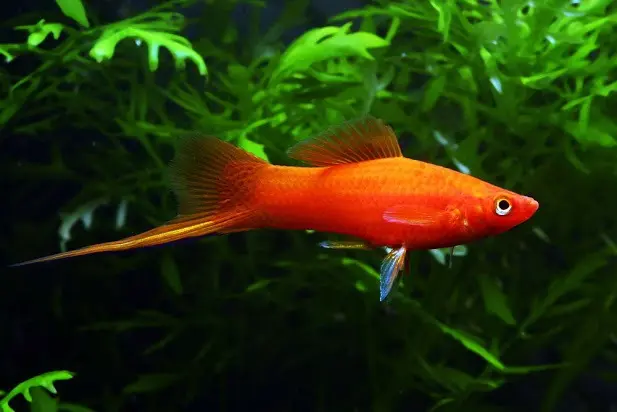 Cá Hồng Kim (Cối)