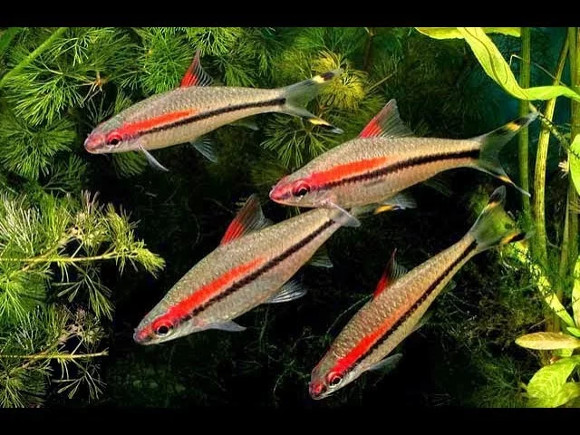 Cá Hồng Mi Ấn Độ