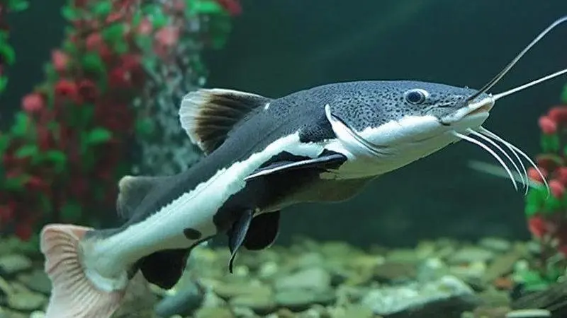 Cá Hồng Vĩ (Lớn)