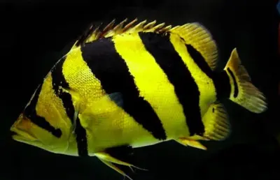 Cá Hổ Bắc Thái